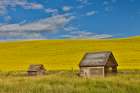 USA, Washington State, Palouse. Canola field and wooden shed Art Print